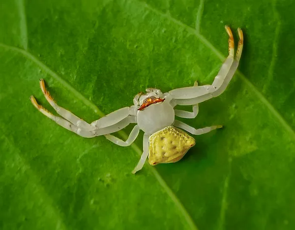 The crab spider thumbnail
