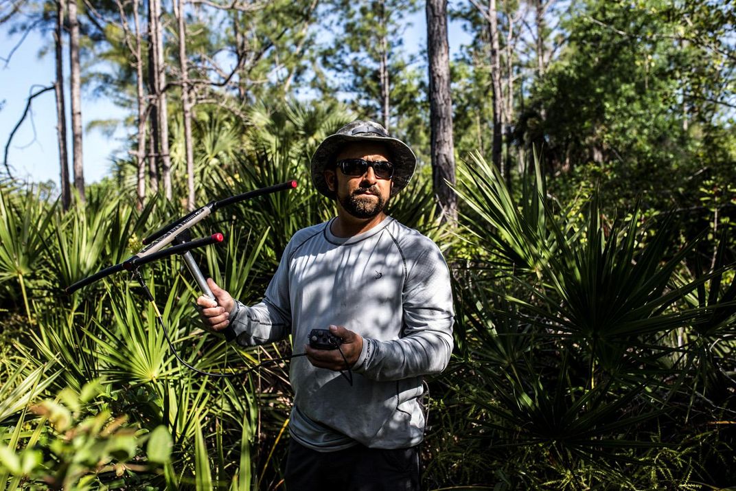 fernandina island racer snakes