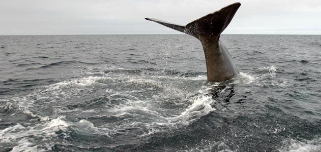 Sperm whale tail