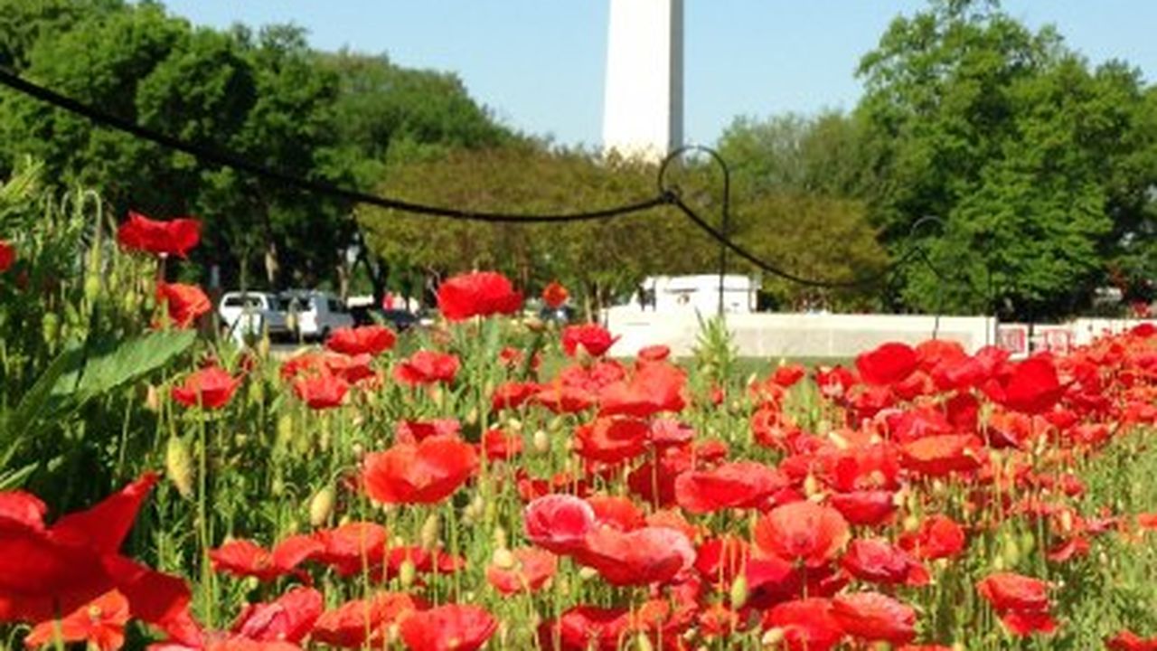 corn_poppies_smithsonian.jpg