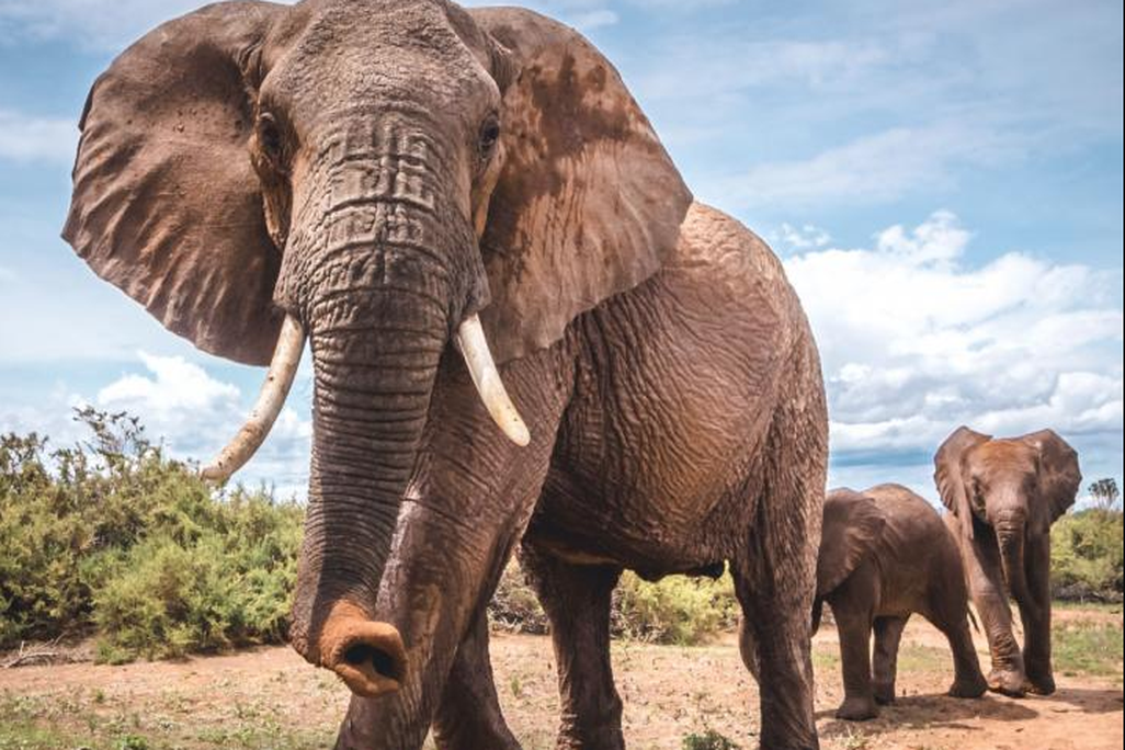 elephantes.jpg