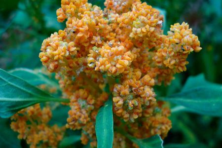 Flowering quinoa