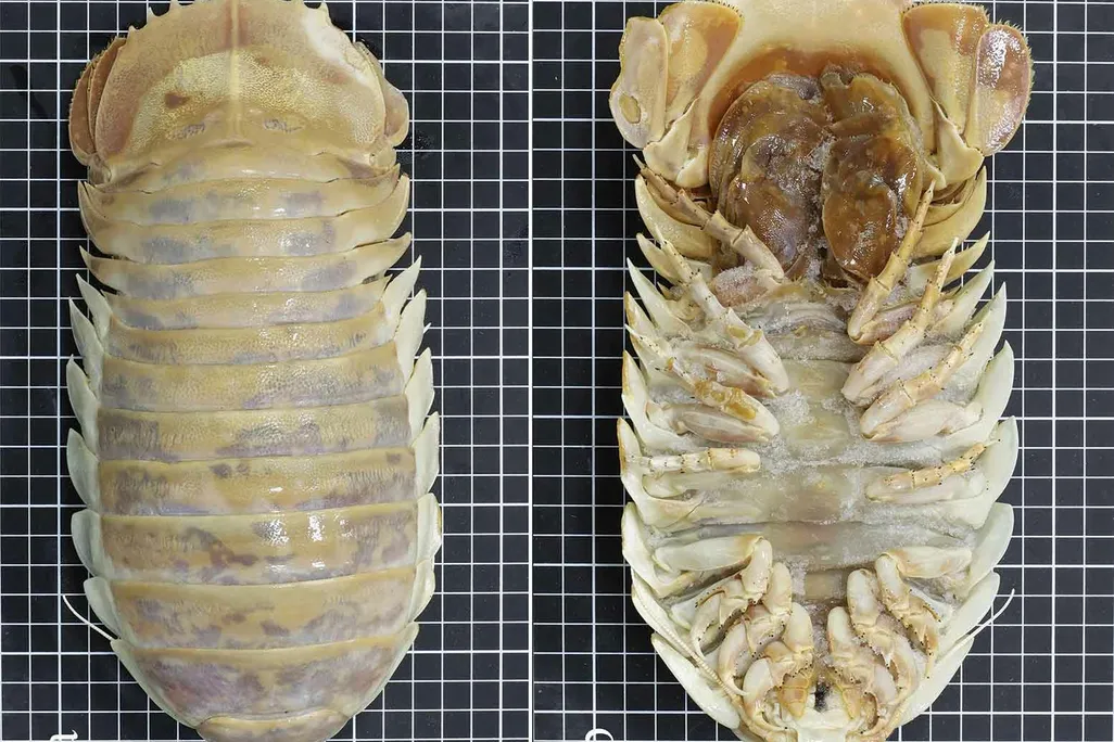 Front and back view of the new giant isopod species