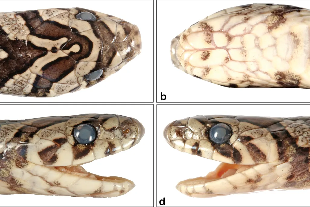 A four-paneled view of the snake's head. Top left: a dorsal view shows brown and tan chevron-like stripes. Top right: a view of tan scales on the bottom of the head. The bottom photos show a left and right view; large eyes with brown and tan stripes.