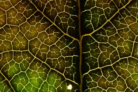 Deciduous leaves change color as pigments degrade and synthesize before falling off their trees. 