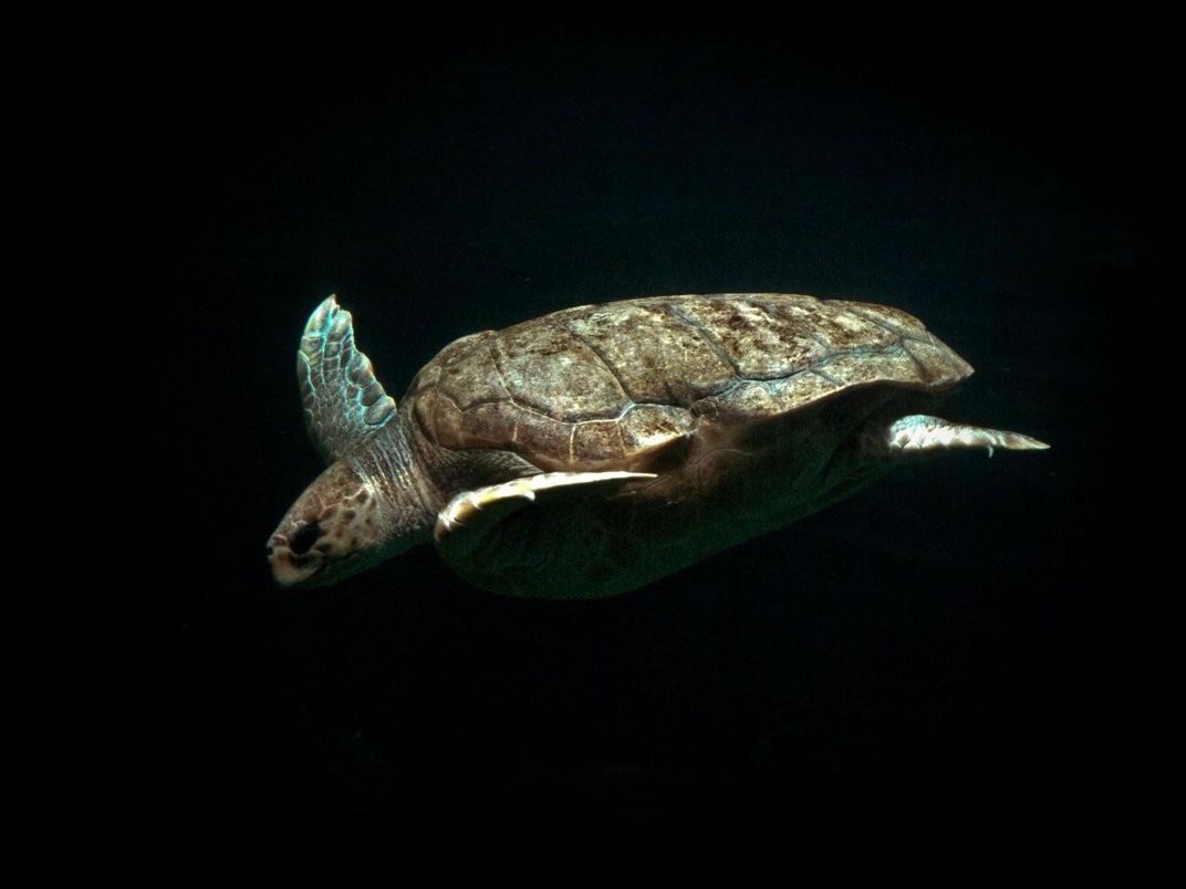 Resident turtle at The Oceans Aquarium, Cape Town | Smithsonian Photo ...