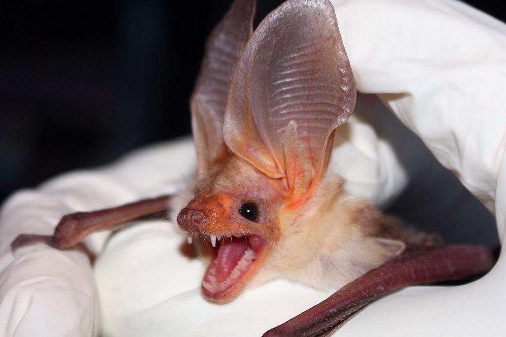 Pallid Bat