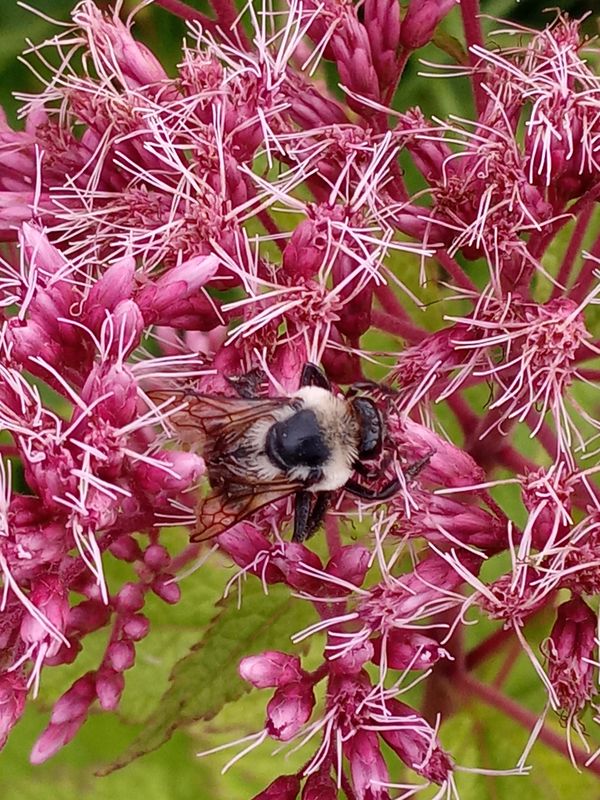 Bumblebee on Water Willow thumbnail