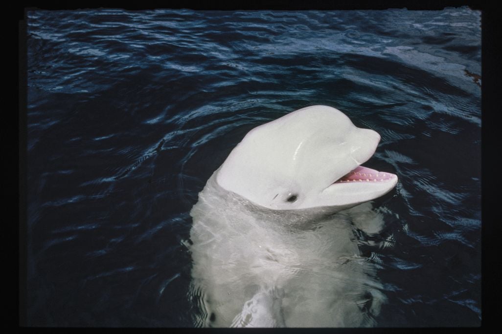 JUN14_F07_Belugas.jpg
