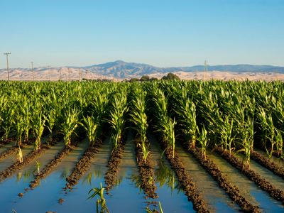 Crop irrigation in arid regions, such as California’s San Joaquin Valley, can lead to overly salty soils. 