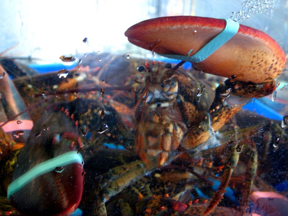 Lobsters in a tank at a fish market