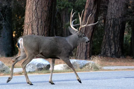 A mule deer walks down the road in Yosemite Valley 