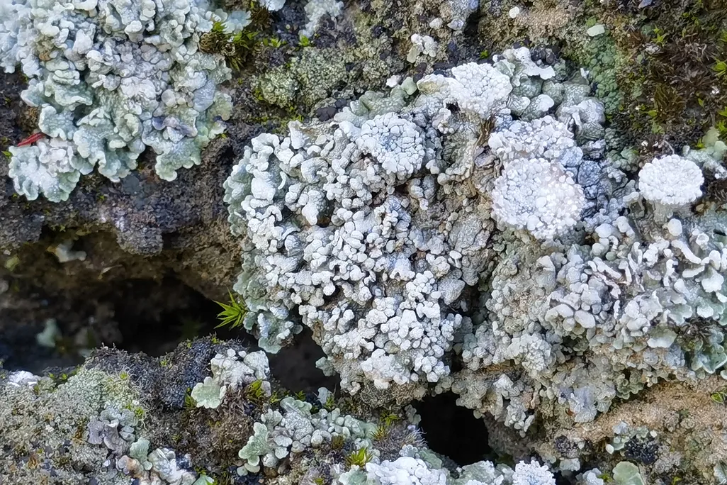 Biocrust on the Great Wall of China