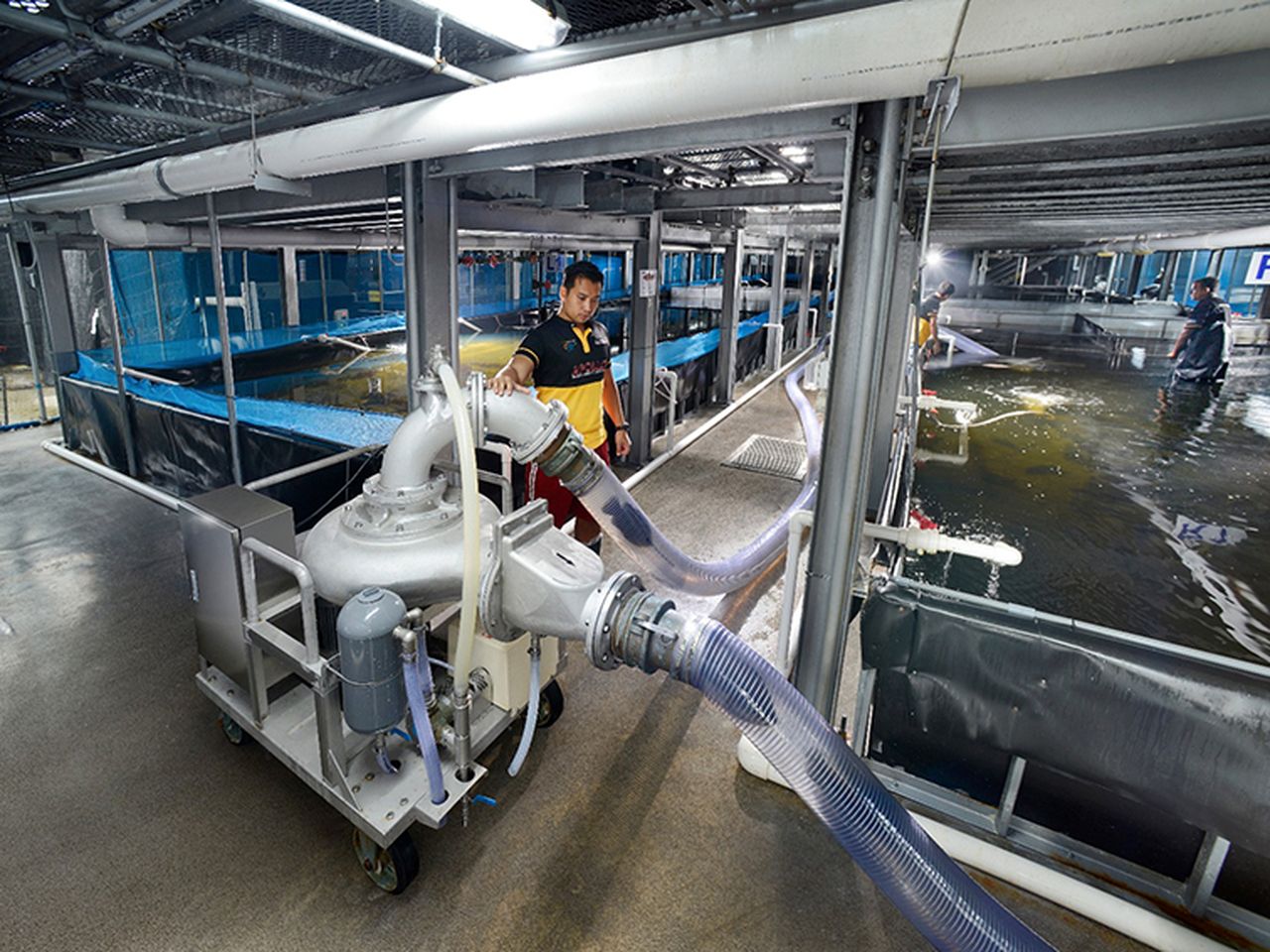 Indoor Fish Farming Philippines