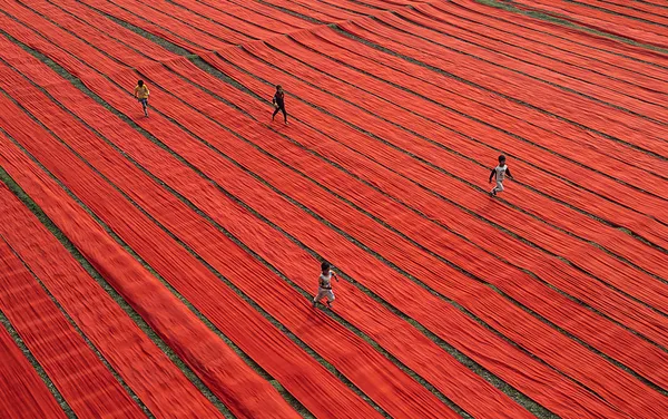 Scarlet dreams and laughter in full bloom thumbnail