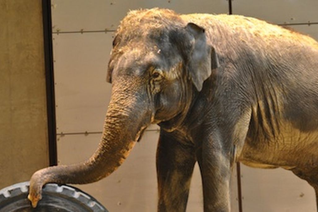 Shanti the Asian elephant