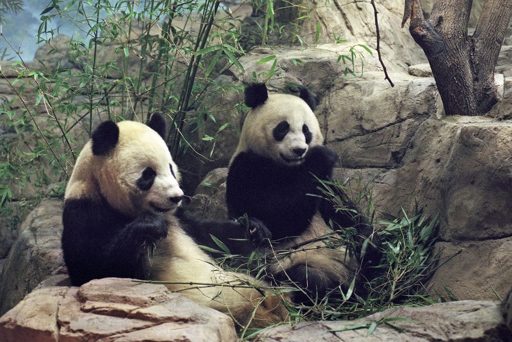 Mei Xiang and Tian Tian on the day of their arrival in Washington, D.C.