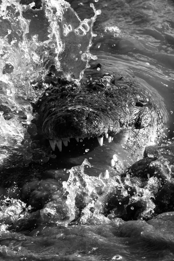 Dine with the Dragons thumbnail