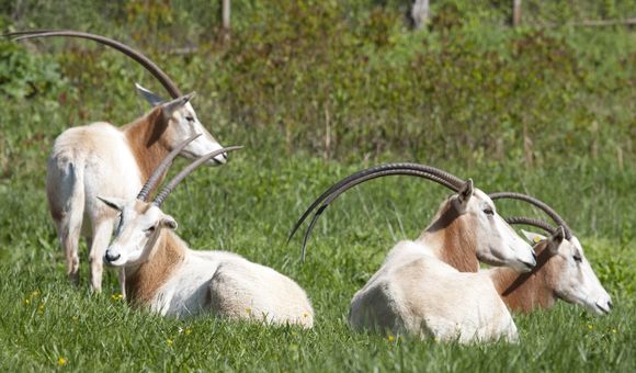 Scimitar Horned Oryx