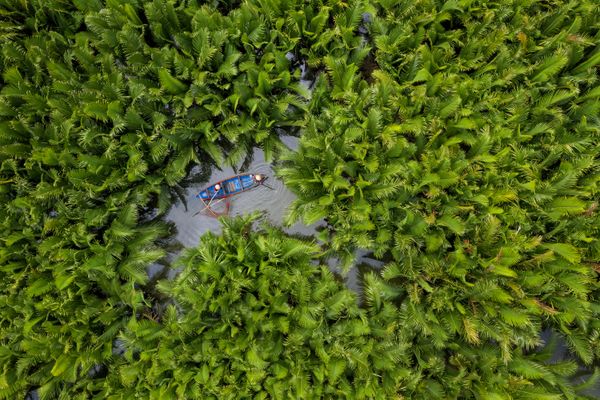 Catch Fish in the Middle of the Coconut Forest thumbnail