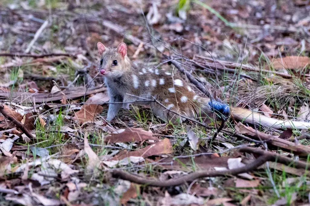 Small spotted creature on the ground
