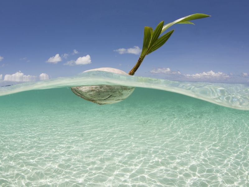 A coconut floats in the shallows near Palau, Micronesia. Smithsonian