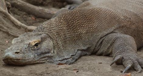 Komodo dragon attacks terrorize villages