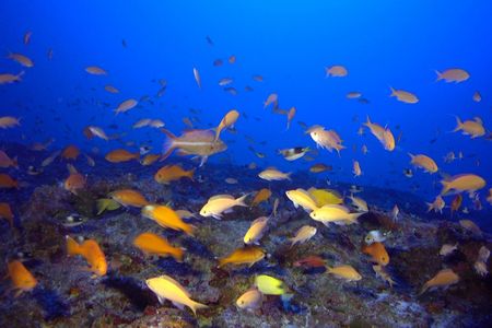 Kure Atoll, the northernmost reef in the Hawaiian archipelago, hosts mesophotic reefs with the most species unique to a specific location found in any marine ecosystem on Earth.