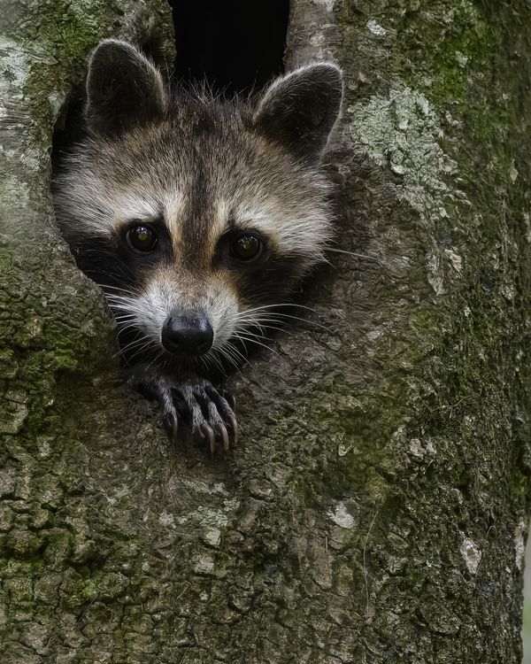 Raccoon Portrait thumbnail