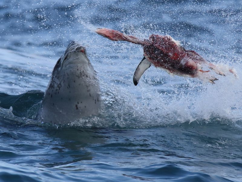 Leopard Seal Taking a Bite out of Penguin | Smithsonian Photo Contest