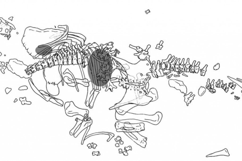 20110520083239Hesperosaurus-skeleton-1024x564.jpg