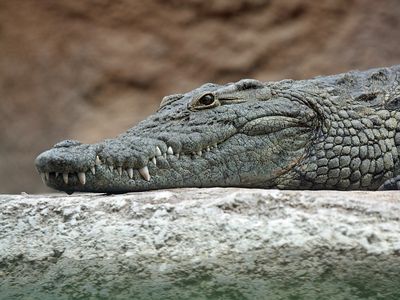 A&nbsp;Nile crocodile.