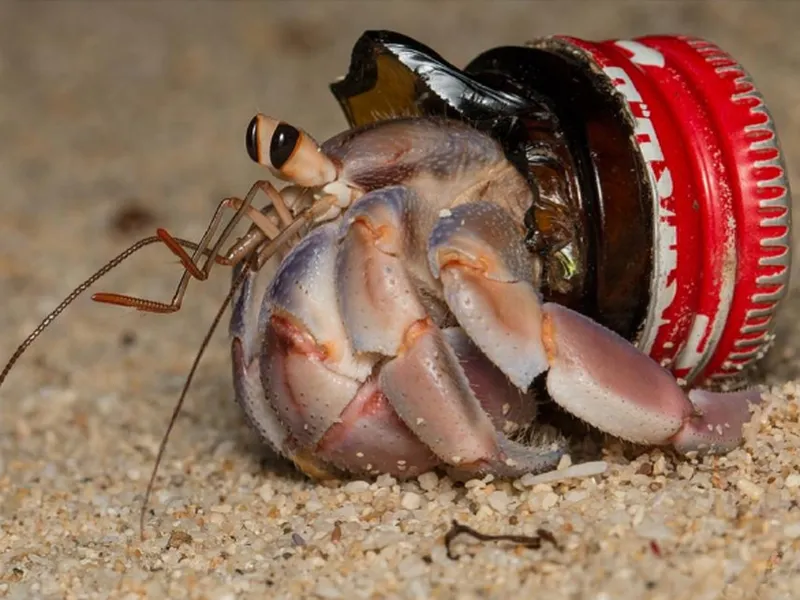 Hermit Crabs Are Using Trash as Shells Across the World