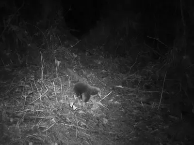 Attenborough&#39;s long-beaked echidna, photographed by a camera trap