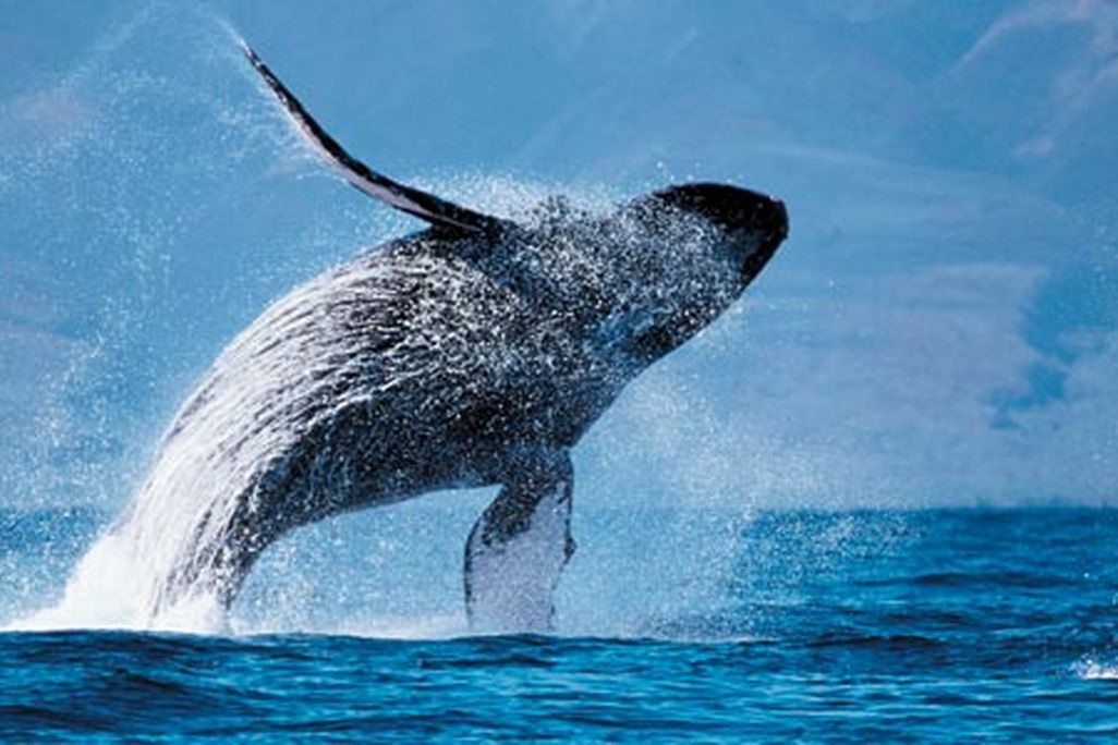 whales-feb08-631.jpg