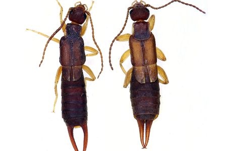 A male (left) and female (right) Nala lividipes earwig