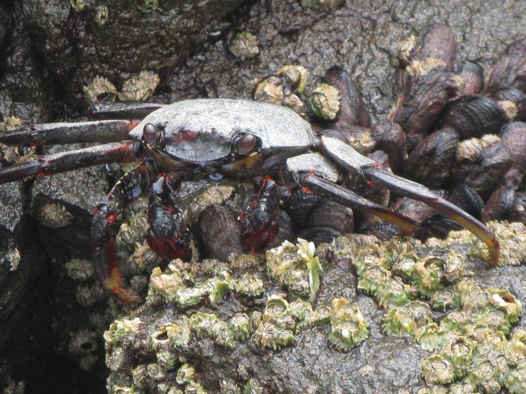 Un cangrejo posa para mi en un playa rocosa de Arica - Chile ...