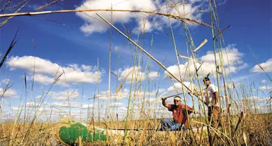 Ojibwa tribe members gather 50,000 pounds of wild rice