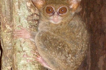 Tarsius spectrumgurskyae