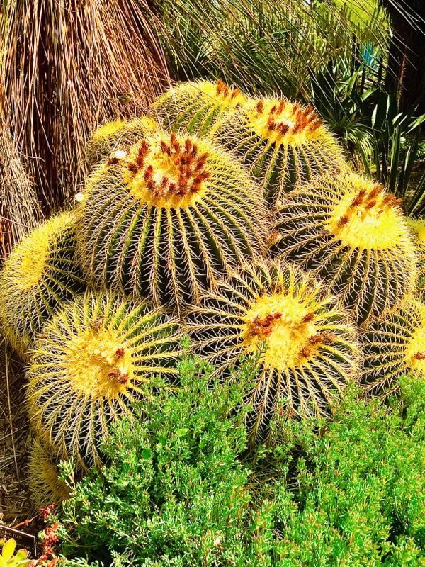 cacti at The Huntington Gardens thumbnail