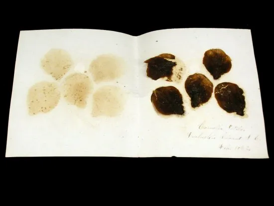 Photo of a sheet of paper spread open after having been folded. On left, smudge marks. On right, five leaves or petals with cursive handwriting beneath them. The leaves or petals are rounded.
