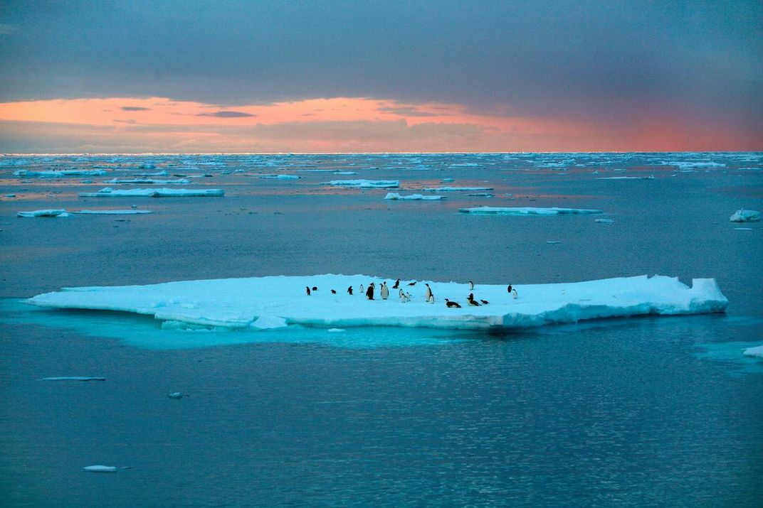 Penguins On an Iceberg