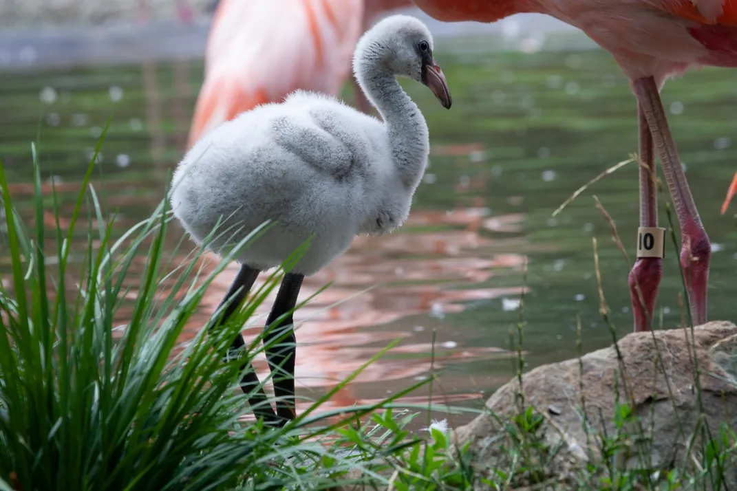 A flamingo chick with white, downy feathers, long legs and a short, straight bill stands in grass near a body of water