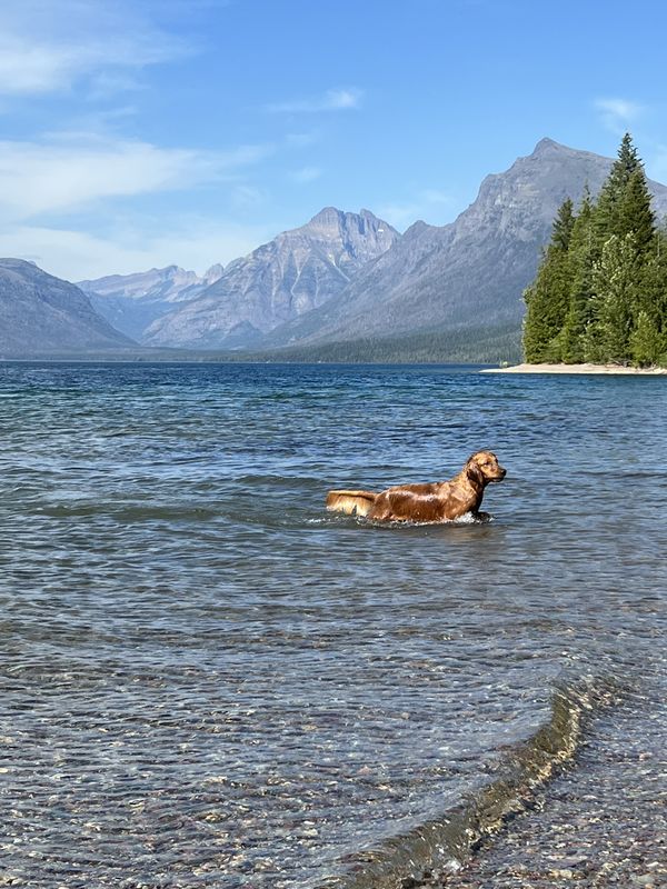 Portrait of a pooch in Lake McDonald thumbnail
