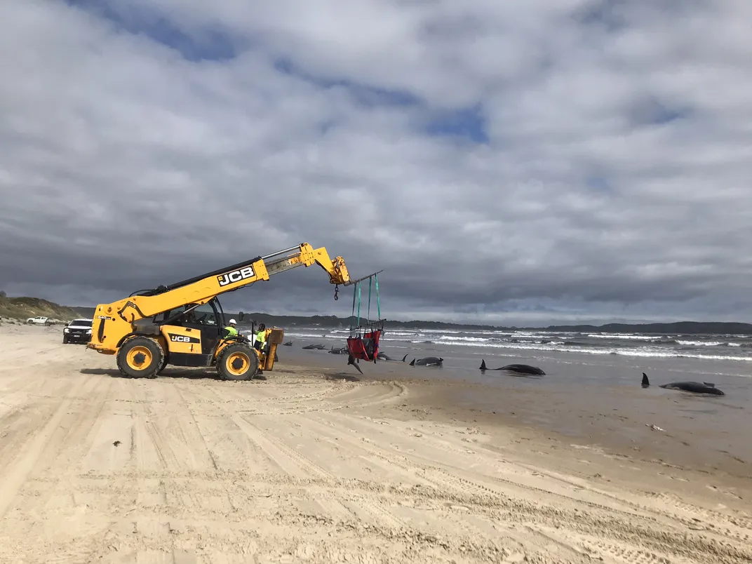 A telehandler on the beach lifts a whale