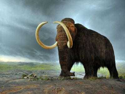 A mammoth replica on display at the Royal British Columbia Museum in Victoria, Canada.