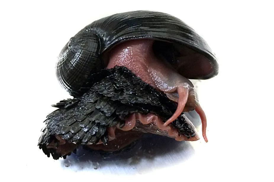 Iron Snail