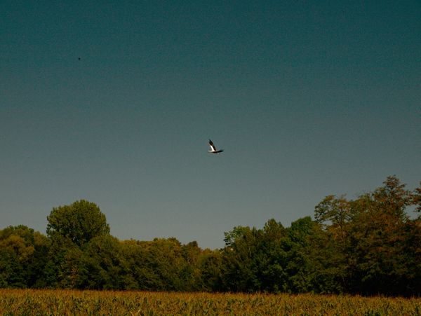 Stork flying in the Alsatian countryside thumbnail