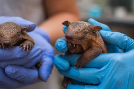 It's too early to know the sexes of the baby armadillos, but one thing is clear: they're darling.