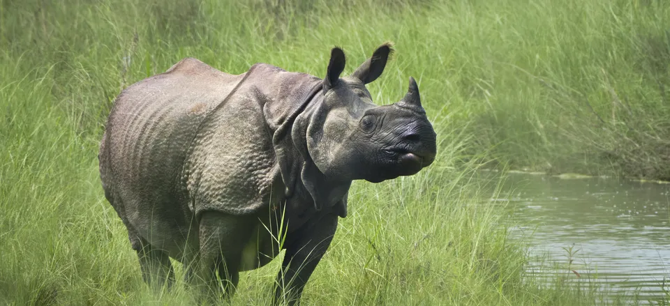  One-horned rhino in Chitwan National Park, Nepal 